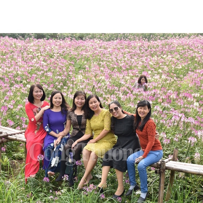 50⚡️HẠT GIỐNG HOA TÚY ĐIỆP⚡️NHIỀU MÀU SIÊU ĐẸP NÀY MẦM 100%