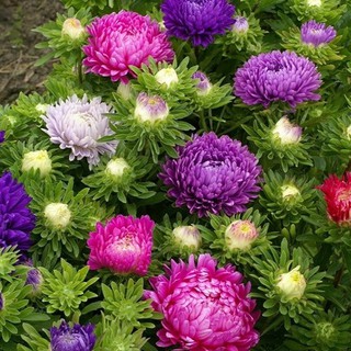 50 Hạt giống hoa Cúc đà lạt