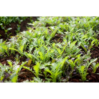 Hạt Giống Cải Ngọt Đuôi Phụng