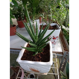 🌿Cây Ngà Voi Thái🌿