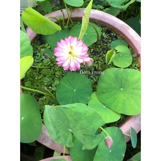 Mini siêu nụ Pink butterfly