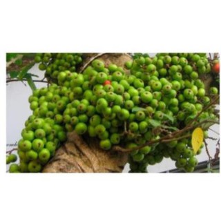 Quả sung khô thái lát 200gr