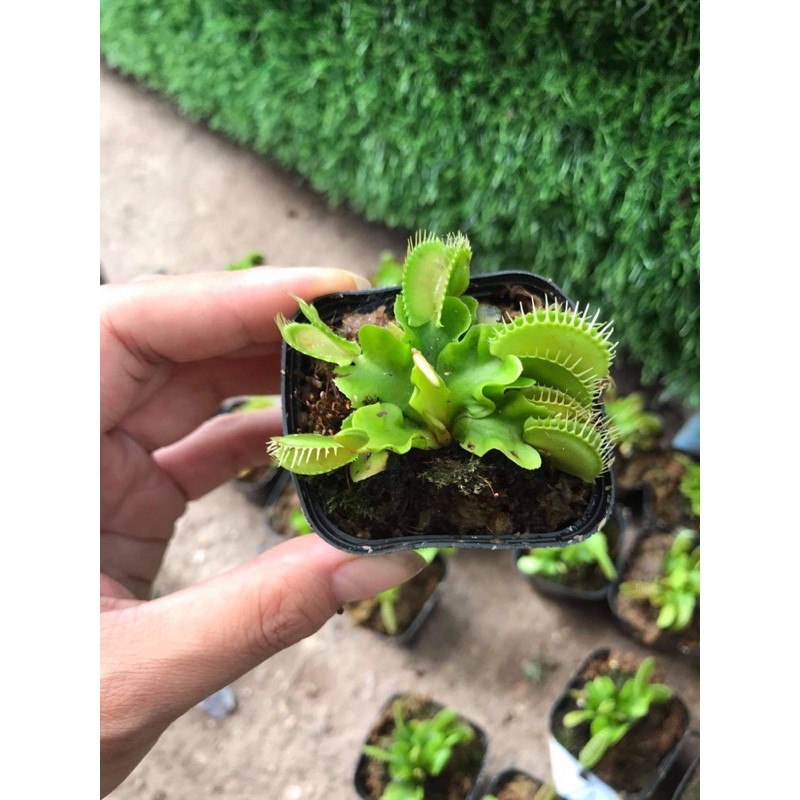 |FREESHIP| CÂY BẪY KẸP ĐỘC NHẤT VÔ NHỊ VENUS FLYTRAP | Lỗi 1 đổi 1