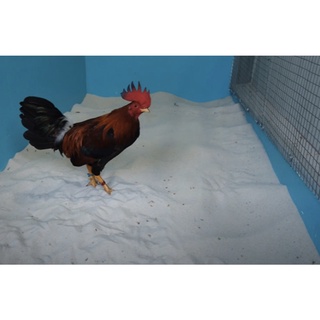 Cát biển tự nhiên, Trang Trí,Hồ cát,  Tiểu Cảnh, Thủy Sinh, Nuôi Gà - Chim [CÁT TRẮNG]