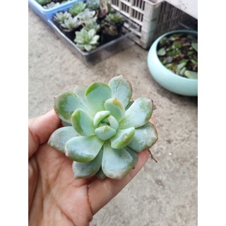 Sen đá mon Đà Lạt size 6,5-7cm