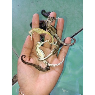 1 con cá ngựa khô size 5-7 cm
