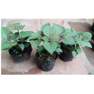 Hạt giống - Cây giống Rau tía tô
