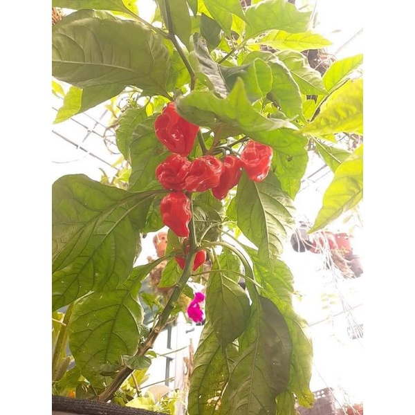 10 HẠT GIỐNG ỚT HABANERO RED1