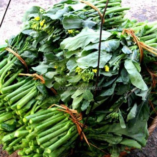 Hạt giống Cải Ngồng Mập 50 hạt