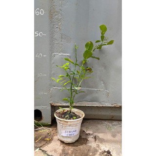 Cây Giống Chanh Chúc