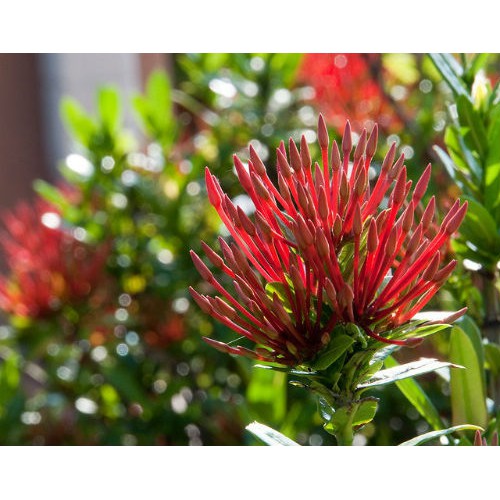 [Cây giống hoa] trang kim hoa đỏ (cây mini) - Trang Flowers