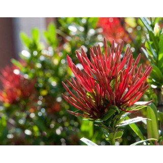 Trang kim hoa đỏ - Trang Flower