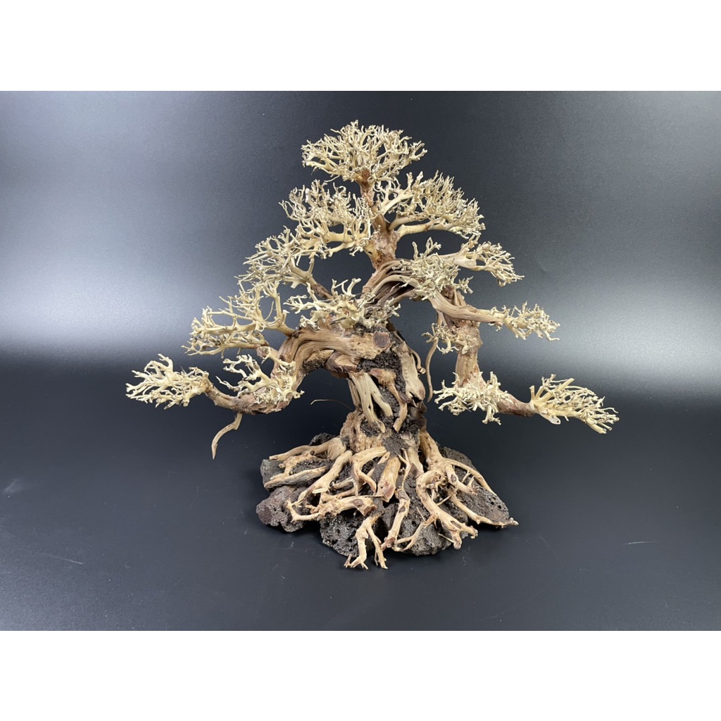 Lũa Bonsai, Lũa thủy sinh dùng trang trí hồ cá cảnh, hồ thủy sinh, văn phòng, nhà cửa- NHÀ XANH