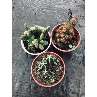 Xương rồng thanh Sơn trung
