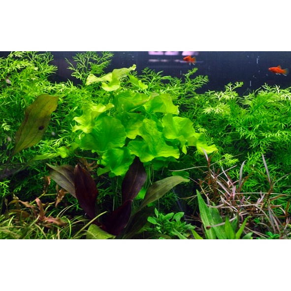 cây súng dù thủy sinh - Nymphoides sp. ”Taiwan'' - cây thủy sinh dễ trồng