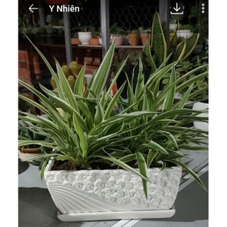 Cỏ Lan Chi chậu 12cm