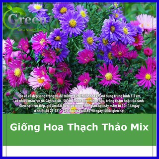 Hạt Giống Hoa Thạch Thảo Nhiều Màu Mix