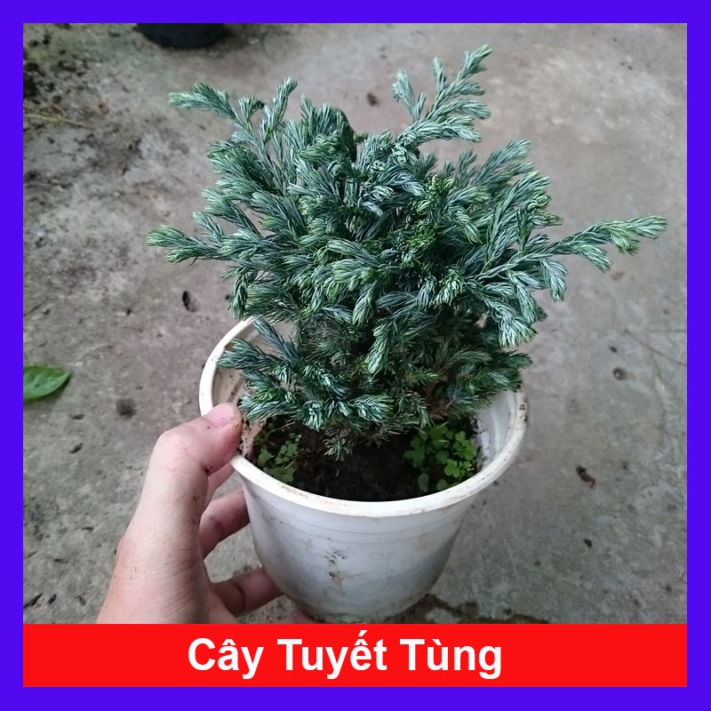 Cây Tuyết Tùng - cây cảnh để bàn + tặng phân bón cho cây