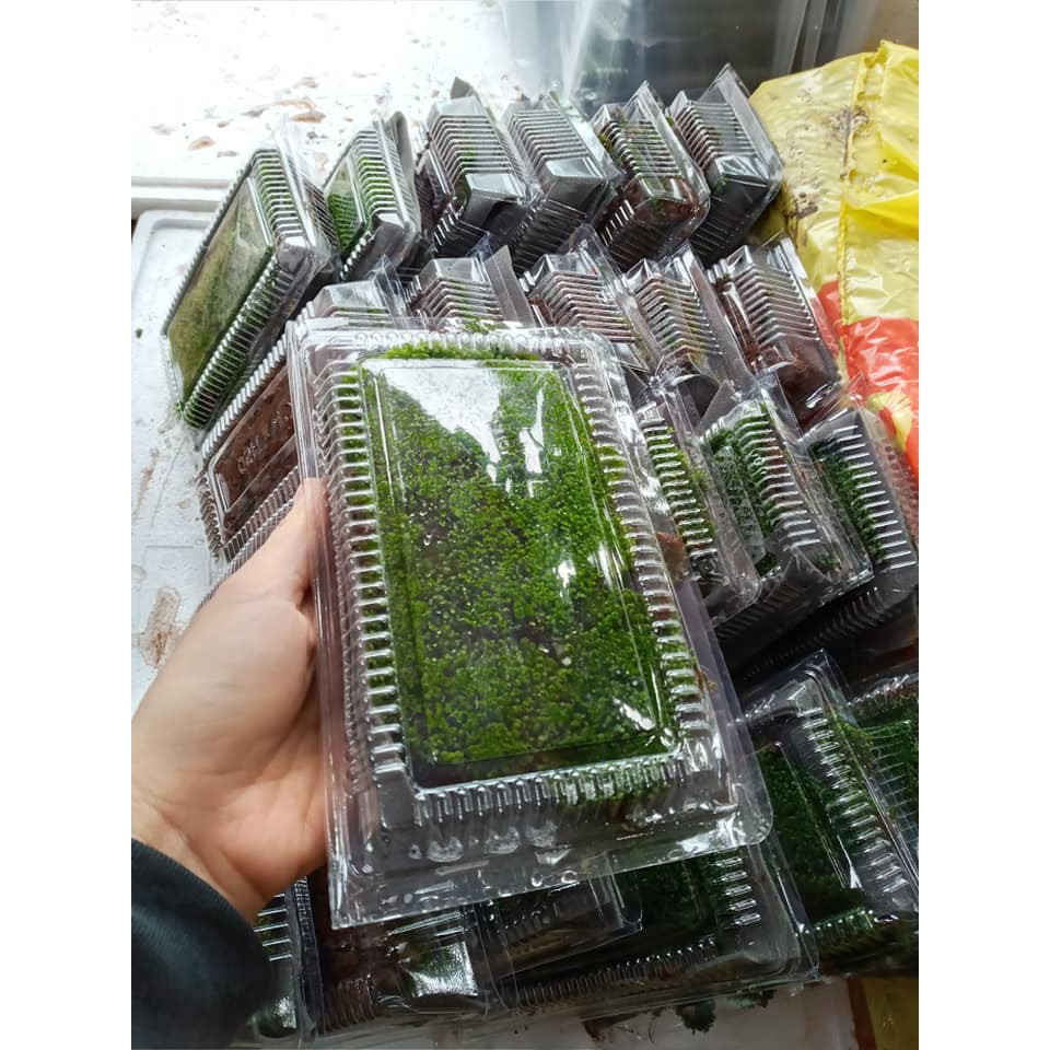 RÊU MINIFISS LÁ NƯỚC | Mini fiss TRẢI NỀN HỒ THUỶ SINH