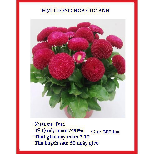 100 hạt giống cúc anh màu đỏ