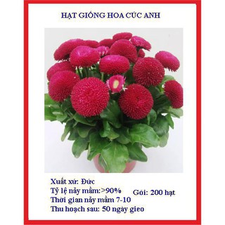 100 hạt giống cúc anh màu đỏ