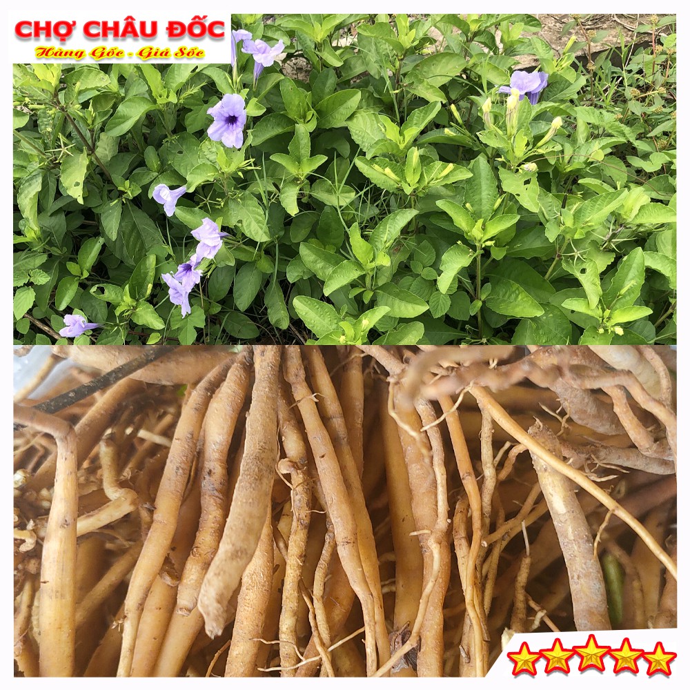 500g Củ Sâm Đất Tươi Hay Cây Trái Nổ Dùng Nấu Nướng Uống