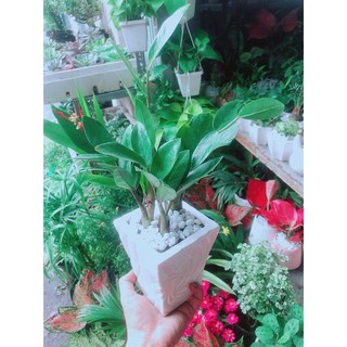 Chậu cây kim tiền thái