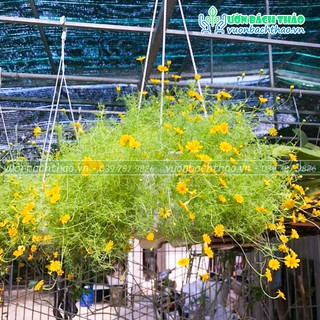 Cây cúc sao băng chậu treo