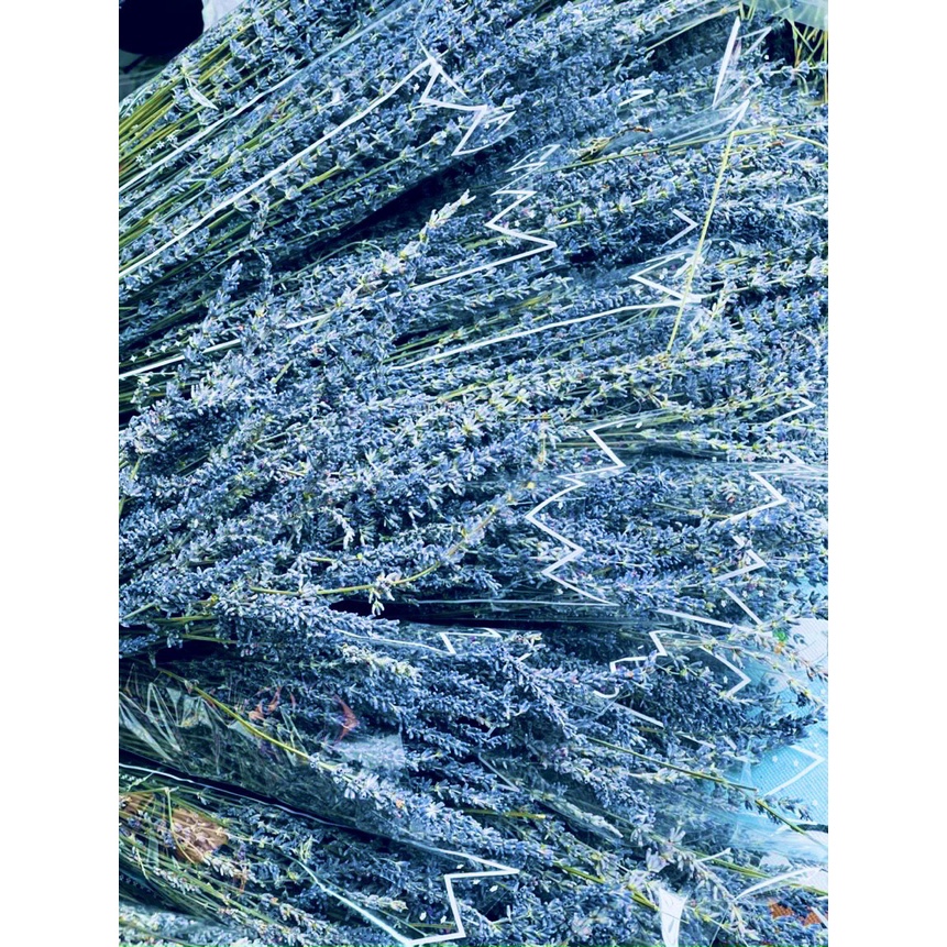 HOA OẢI HƯƠNG KHÔ NHẬP TỪ PHÁP, LAVENDER KHÔ THƠM NGÁT, HOA KHÔ BÓ LÀM QUÀ TẶNG, TRANG TRÍ DECOR, THƠM PHÒNG, CHỐNG MUỖI