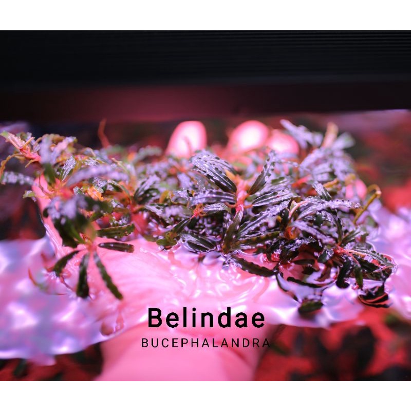 Bucep Belindae Red | Hàng bụi rất to | Cây thủy sinh lá cạn