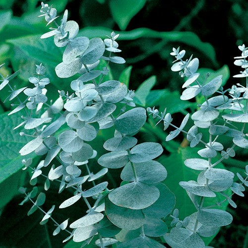 Chậu cây Khuynh Diệp - Đô La Bạc - Bạch Đằng cảnh - SilverDollar Tree - Eucalyptus cinerea