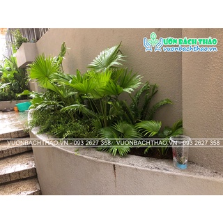 Cây cọ ta size lớn trồng sân vườn