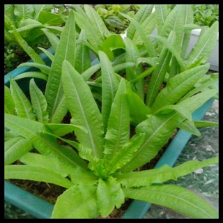 Hạt giống rau diếp thơm