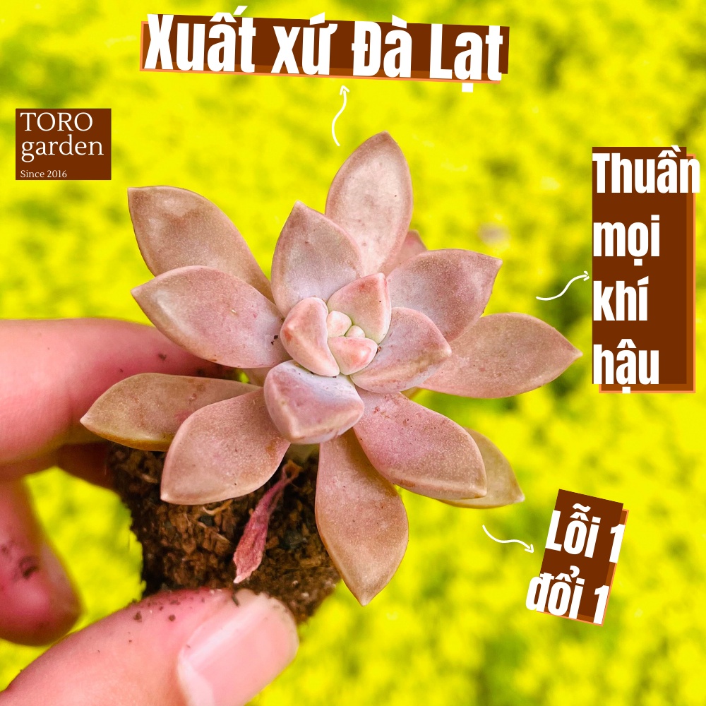Sen đá đá tím Đà Lạt size mini cây cảnh trang trí nhà cửa Toro garden