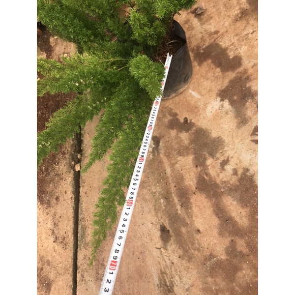 Chậu cứng Asparagus densiflorus