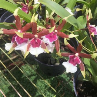 Hoa phong lan vũ nữ sao châu âu