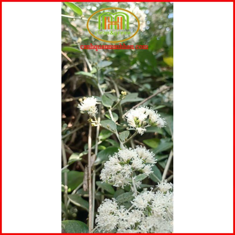 Dây cúc tần Ấn độ 1m dài decor tường cây rủ rất đẹp Minh Hân Garden