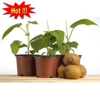 Hạt Giống Kiwi - 30 Hạt