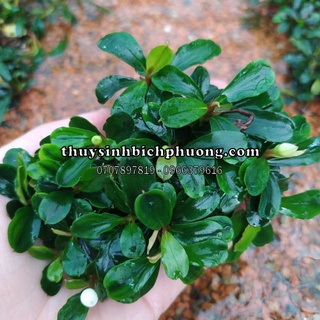 BUCEPT RED CHERRY - ĐÃ GẮN GIÁ THỂ SIÊU ĐẸP