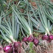 Phân bón Siêu To Củ PIV -Phì củ, nặng củ, chắc củ, bóng củ, chống thối, nứt trái, kéo tinh bột vào củ - Loại 50gam