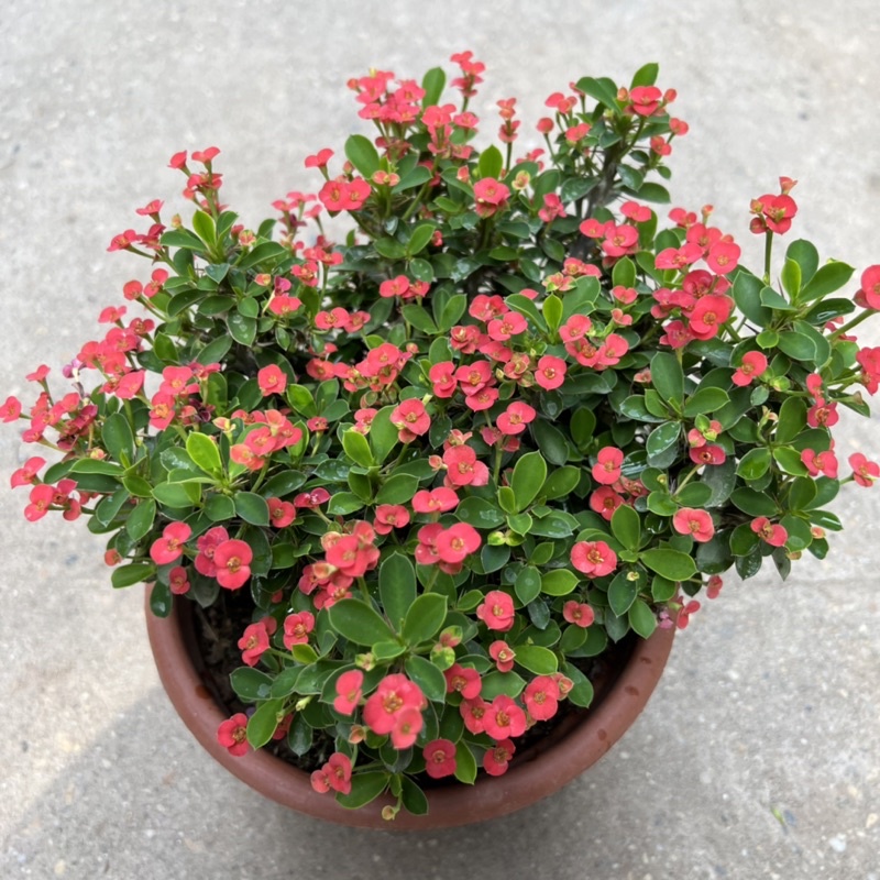 Cây xương rồng bát tiên hoa nhỏ bán kính 20cm, cây hoa nở quanh năm trang trí sân vườn, ban công