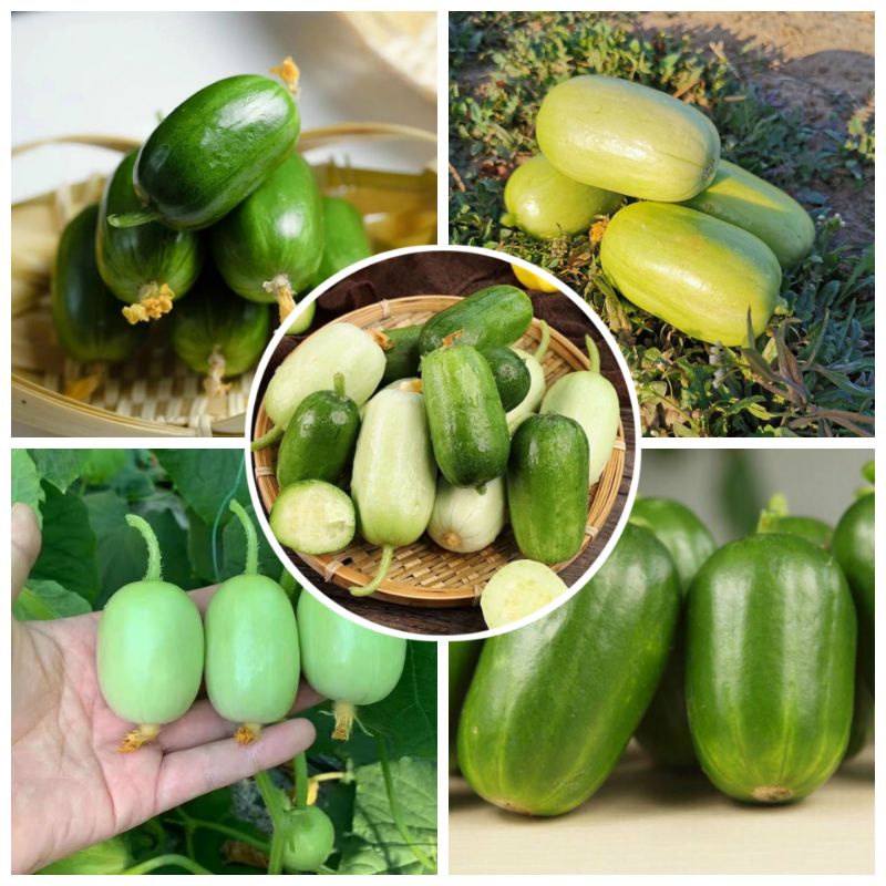 Hạt giống dưa chuột  Ngọc nữ- Kim đồng  F1_ Chuẩn giống, nảy 99% hạt tráng men