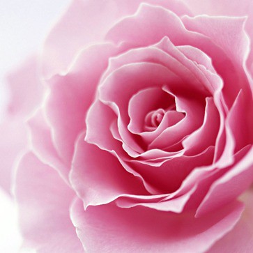 TINH DẦU THIÊN NHIÊN HOA LINH