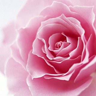 TINH DẦU THIÊN NHIÊN HOA LINH