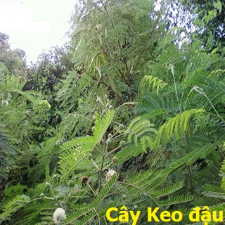 Giống cây Keo Đậu, Hạt giống Chăn Nuôi Lâu năm