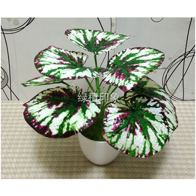 Cây lá giả Chùm lá hải đường tím cao 30cm 9 tán lá