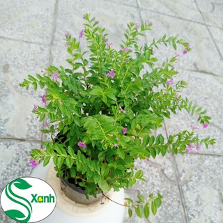 "Rẻ Vô Địch" Cẩm Tú Mai - Cây Xanh Khỏe - Đang Nở Hoa