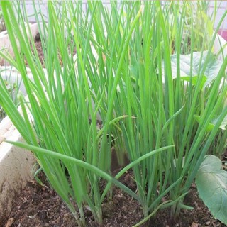 Hạt Giống Cây Hành Lá 1gr