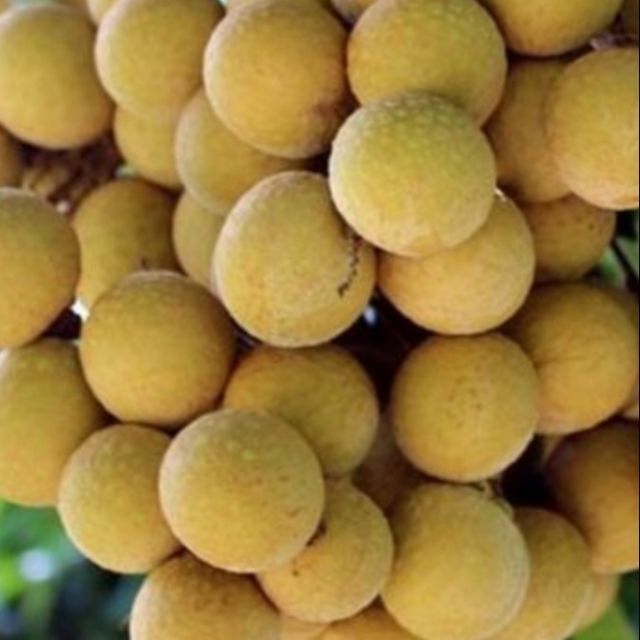 Cây nhãn in đô