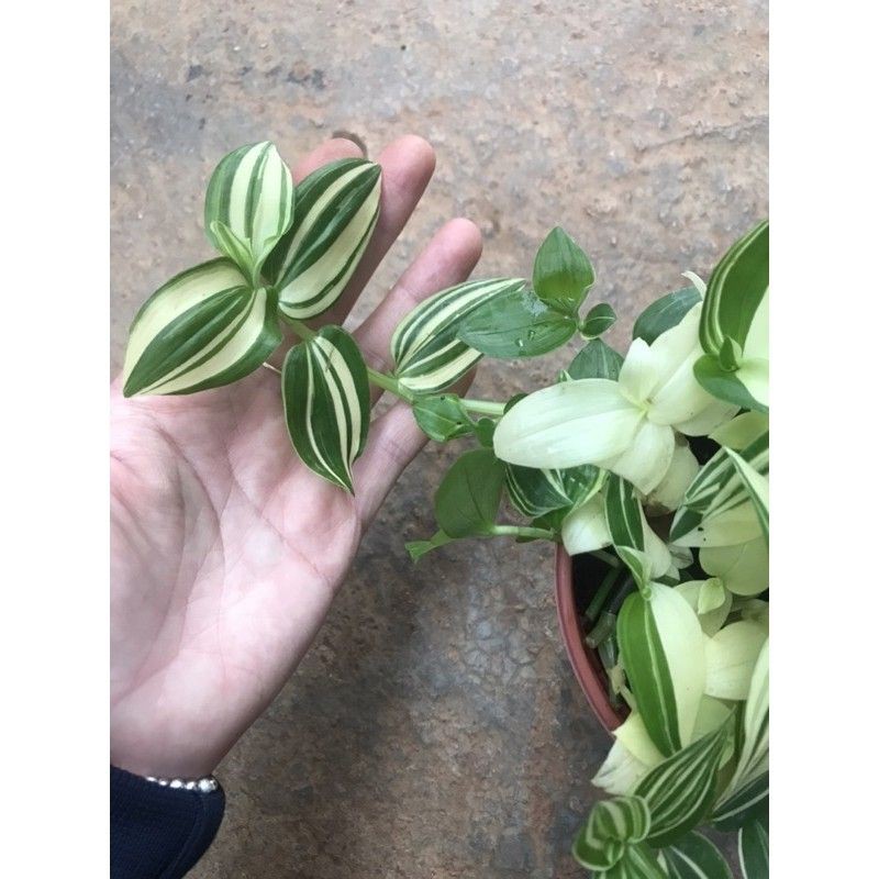 Chậu cứng Thài lài var vàng cực xinh
